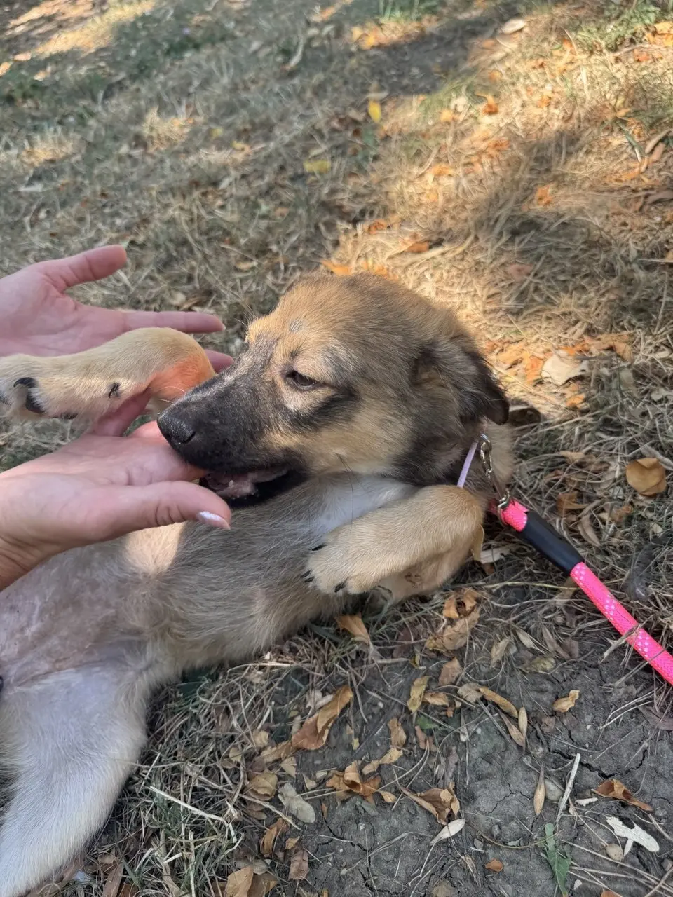 Nala bei der Betreuung im Außenbereich.