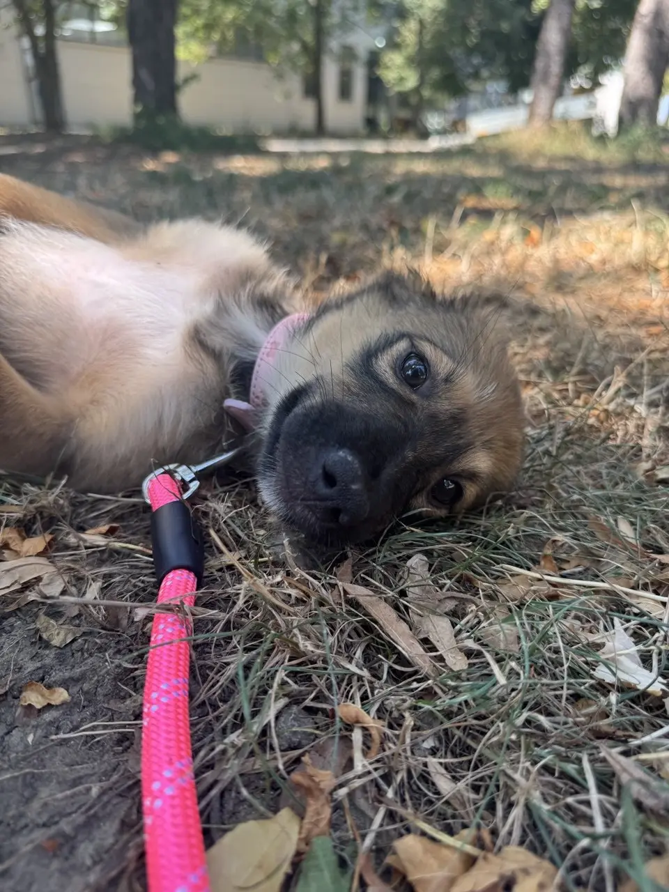 Nala liegt im Außenbereich ihrer aktuellen Betreuung.